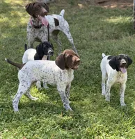 Goose ( FULL AKC), a male German Shorthaired Pointer for sale in Oroville, CA – 3 of 10
