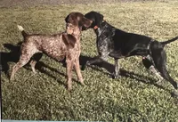 Goose, a male German Shorthaired Pointer for sale in Oroville, CA – 10 of 10
