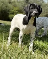 Cassie ( FULL AKC), a female German Shorthaired Pointer for sale in Oroville, CA – 1 of 10