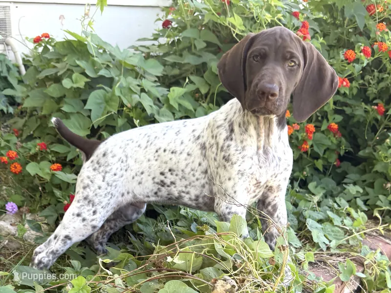 Goose ( FULL AKC) – German Shorthaired Pointer puppy for sale in Oroville, CA