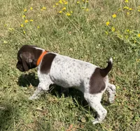 Goose, a male German Shorthaired Pointer for sale in Oroville, CA – 7 of 10