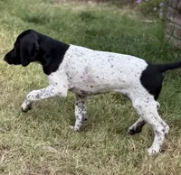 Cassie ( FULL AKC), a female German Shorthaired Pointer for sale in Oroville, CA – 4 of 10