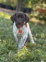 Goose, a male German Shorthaired Pointer for sale in Oroville, CA – 2 of 10