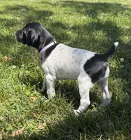 Cassie, a female German Shorthaired Pointer for sale in Oroville, CA – 5 of 10