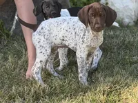 Goose ( FULL AKC), a male German Shorthaired Pointer for sale in Oroville, CA – 8 of 10