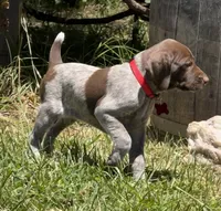 Sadie, a female German Shorthaired Pointer for sale in Oroville, CA – 2 of 10