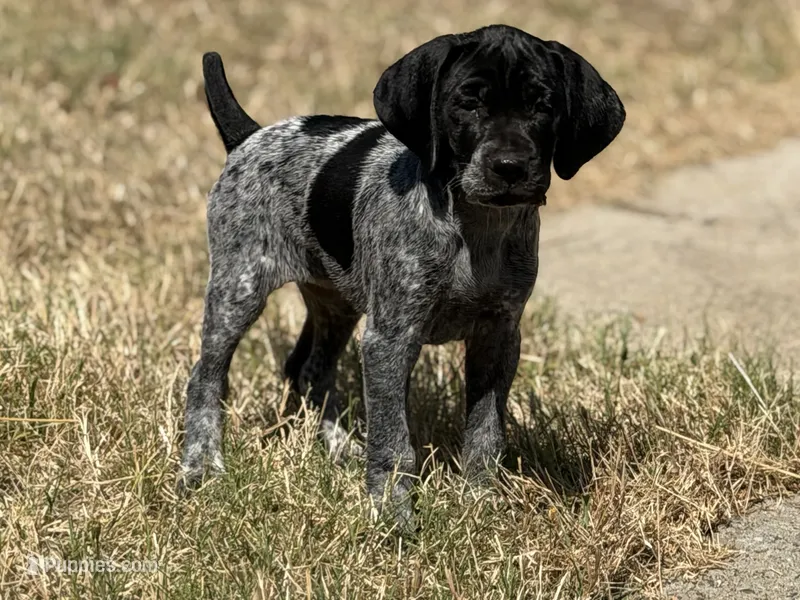 Ember. ( on hold) – German Shorthaired Pointer puppy for sale in Oroville, CA