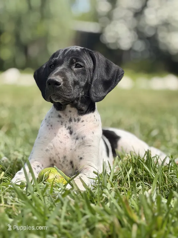 Pepper (on hold) – German Shorthaired Pointer puppy for sale in Oroville, CA
