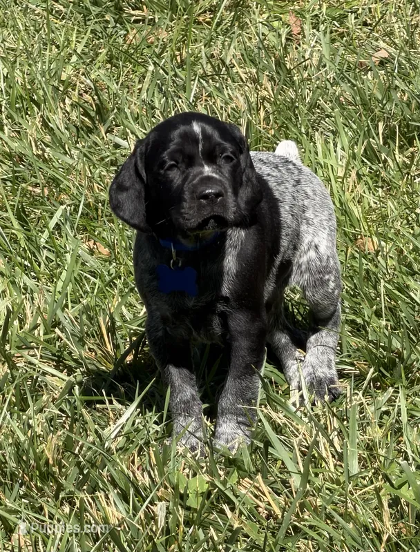 Rowdy ( black roan) – German Shorthaired Pointer puppy for sale in Oroville, CA