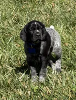 Rowdy ( black roan), a male German Shorthaired Pointer for sale in Oroville, CA – 1 of 10