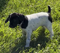 Cassie ( Blk&white), a female German Shorthaired Pointer for sale in Oroville, CA – 6 of 10