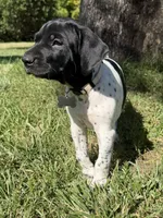 Pepper, a female German Shorthaired Pointer for sale in Oroville, CA – 2 of 10