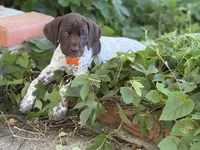 Goose, a male German Shorthaired Pointer for sale in Oroville, CA – 6 of 10