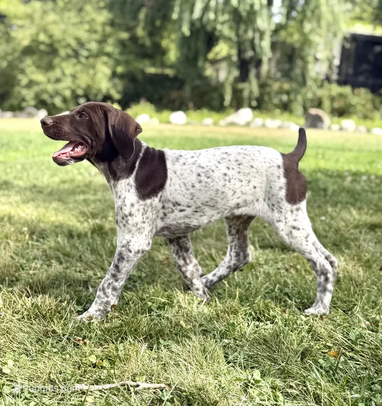 Goose ( liver & white) – German Shorthaired Pointer puppy for sale in Oroville, CA
