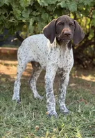 Goose ( FULL AKC), a male German Shorthaired Pointer for sale in Oroville, CA – 4 of 10