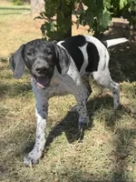Pepper (Full AKC), a female German Shorthaired Pointer for sale in Oroville, CA – 8 of 10