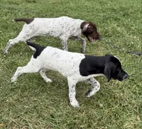 Cassie ( FULL AKC), a female German Shorthaired Pointer for sale in Oroville, CA – 3 of 10