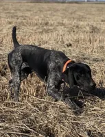 Rowdy ( black roan), a male German Shorthaired Pointer for sale in Oroville, CA – 9 of 10