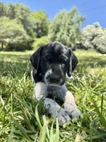 Cassie, a female German Shorthaired Pointer for sale in Oroville, CA – 3 of 10