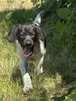 Pepper (Blk&white), a female German Shorthaired Pointer for sale in Oroville, CA – 4 of 10