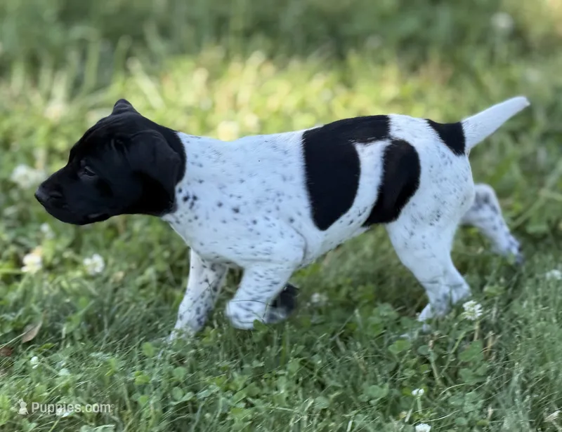 Pepper (Blk&white) – German Shorthaired Pointer puppy for sale in Oroville, CA