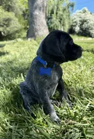 Rowdy ( black roan), a male German Shorthaired Pointer for sale in Oroville, CA – 6 of 10