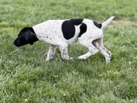 Pepper (Full AKC), a female German Shorthaired Pointer for sale in Oroville, CA – 10 of 10