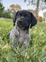 Ember. ( Black roan), a female German Shorthaired Pointer for sale in Oroville, CA – 1 of 10