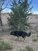 Rado, a male Norwegian Elkhound and Miniature Australian Shepherd for sale in Center, CO – 2 of 2