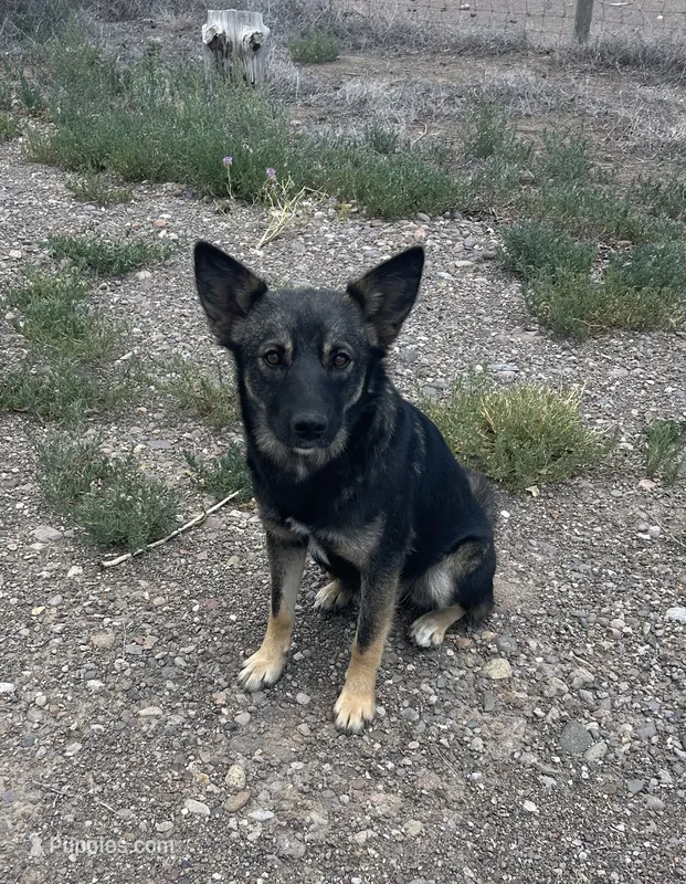 Rado – Norwegian Elkhound, Miniature Australian Shepherd puppy for sale in Center, CO