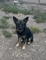 Rado, a male Norwegian Elkhound and Miniature Australian Shepherd for sale in Center, CO – 1 of 2