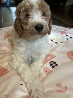 Phoebe , a female Goldendoodle for sale in Anderson, SC – 7 of 7