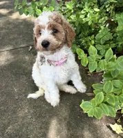 Phoebe , a female Goldendoodle for sale in Anderson, SC – 4 of 7
