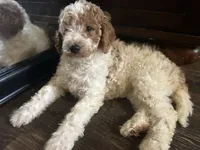 Phoebe , a female Goldendoodle for sale in Anderson, SC – 6 of 7