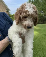 Phoebe , a female Goldendoodle for sale in Anderson, SC – 5 of 7