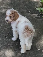 Phoebe , a female Goldendoodle for sale in Anderson, SC – 2 of 7
