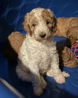Phoebe , a female Goldendoodle for sale in Anderson, SC – 3 of 7