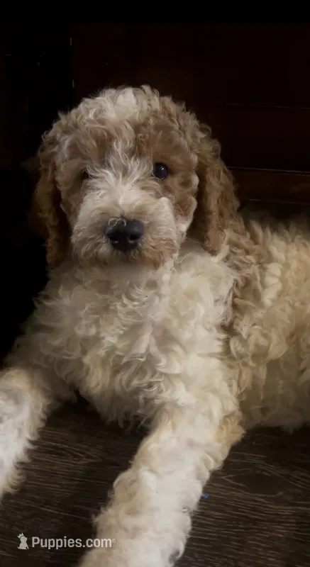 Phoebe  – Goldendoodle puppy for sale in Anderson, SC