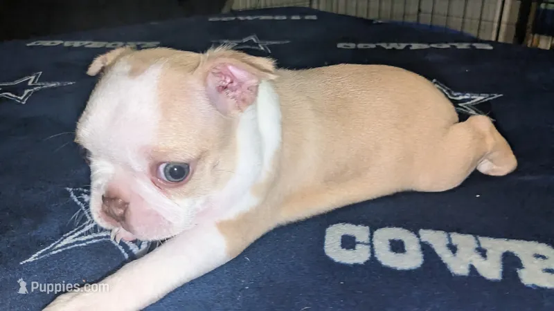 Odis AKC small 💛 – Boston Terrier puppy for sale in Mckinney, TX