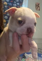 Odis AKC small 💛, a male Boston Terrier for sale in Mckinney, TX – 4 of 8