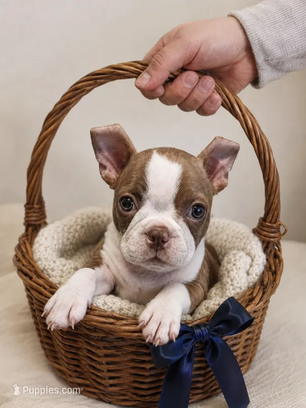 Archie AKC small – Boston Terrier puppy for sale in Mckinney, TX