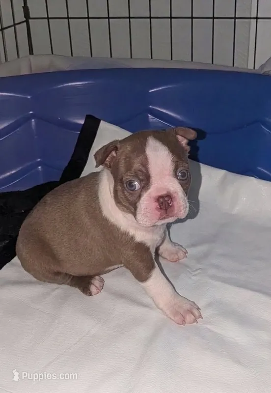 Edwin AKC – Boston Terrier puppy for sale in Mckinney, TX