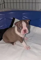 Edwin AKC, a male Boston Terrier for sale in Mckinney, TX – 1 of 2