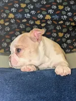 Odis AKC small 💛, a male Boston Terrier for sale in Mckinney, TX – 2 of 8