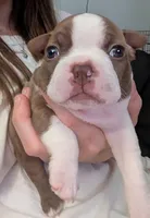 Edwin AKC small , a male Boston Terrier for sale in Mckinney, TX – 3 of 5