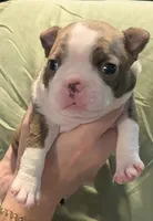 Archie AKC, a male Boston Terrier for sale in Mckinney, TX – 2 of 3