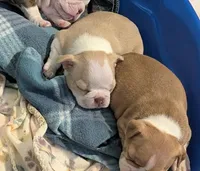 Odis AKC small 💛, a male Boston Terrier for sale in Mckinney, TX – 7 of 8
