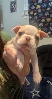 Odis AKC small 💛, a male Boston Terrier for sale in Mckinney, TX – 5 of 8