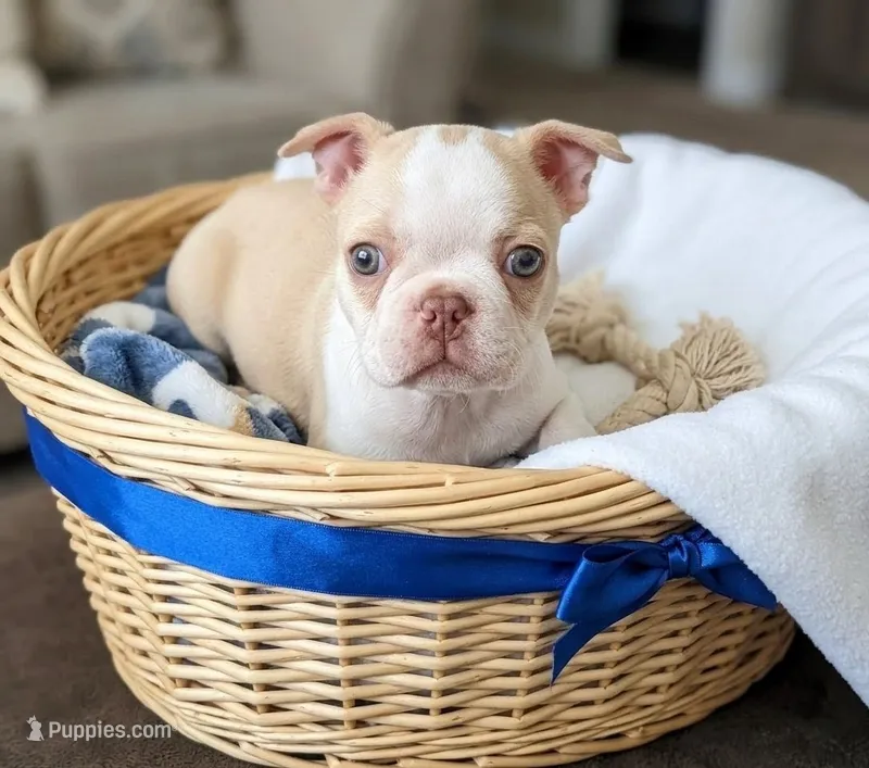 Odis AKC small 💛 – Boston Terrier puppy for sale in Mckinney, TX