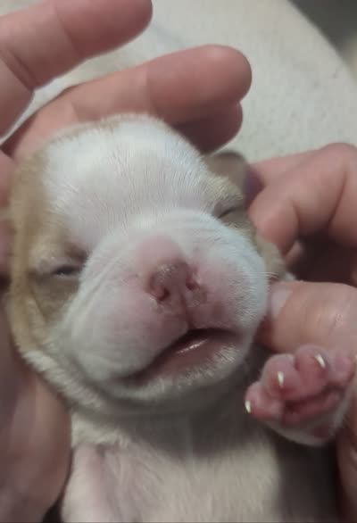 Odis AKC small 💛, a male Boston Terrier for sale in Mckinney, TX – 8 of 8